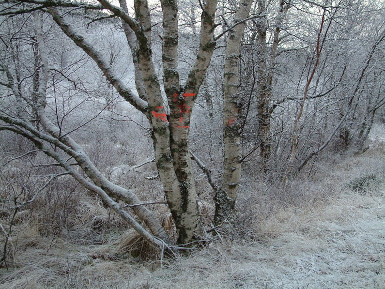 Tree mark image. Frost
